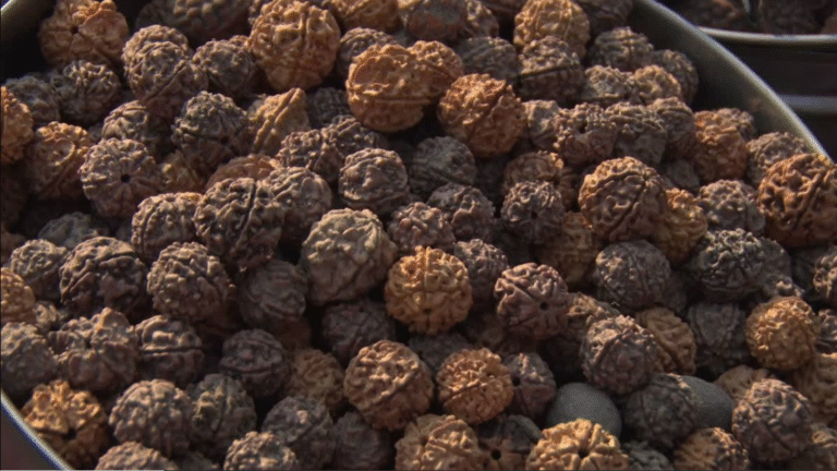 how to identify original Rudraksha