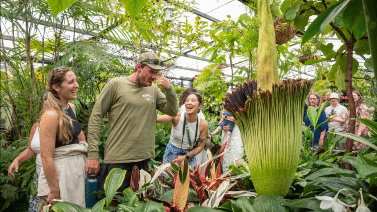 corpse flower geelong